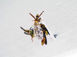 Wasps Building Nest on Nail