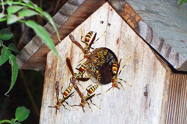 Wasps Birdhouse