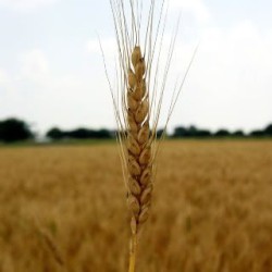 Kernel of Wheat